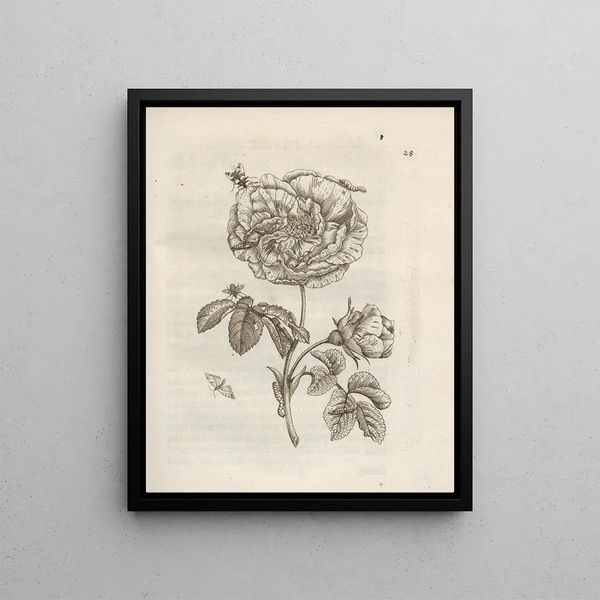 Maria Sibylla Merian - Der Raupen wunderbare Verwandelung und sonderbare BlumenNahrung Pl029.webp