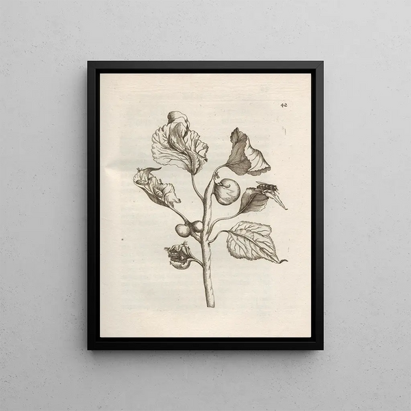 Maria Sibylla Merian - Der Raupen wunderbare Verwandelung und sonderbare BlumenNahrung Pl043.webp