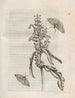 La trasformazione miracolosa delle larve e il cibo strano dei fiori Pl056 - Maria Sibylla Merian — vista dell’opera