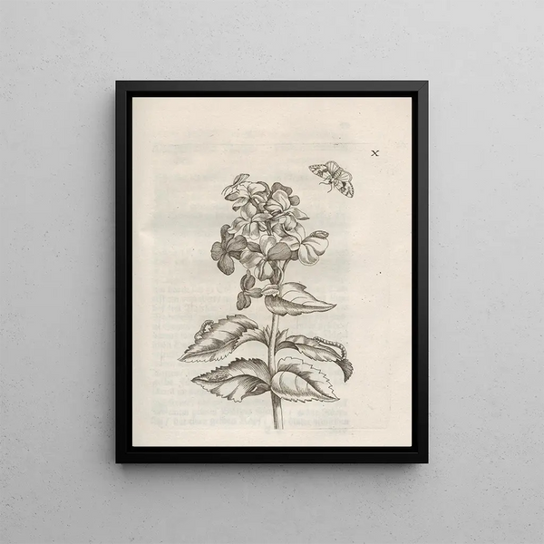 Maria Sibylla Merian - Der Raupen wunderbare Verwandelung und sonderbare BlumenNahrung Pl061.webp