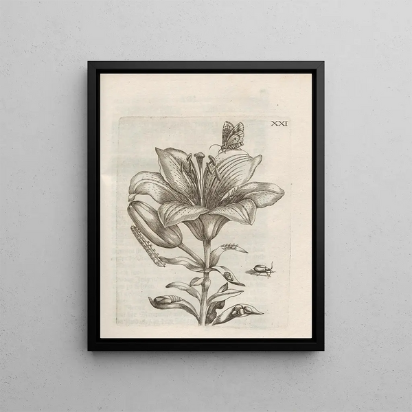 Maria Sibylla Merian - Der Raupen wunderbare Verwandelung und sonderbare BlumenNahrung Pl072.webp