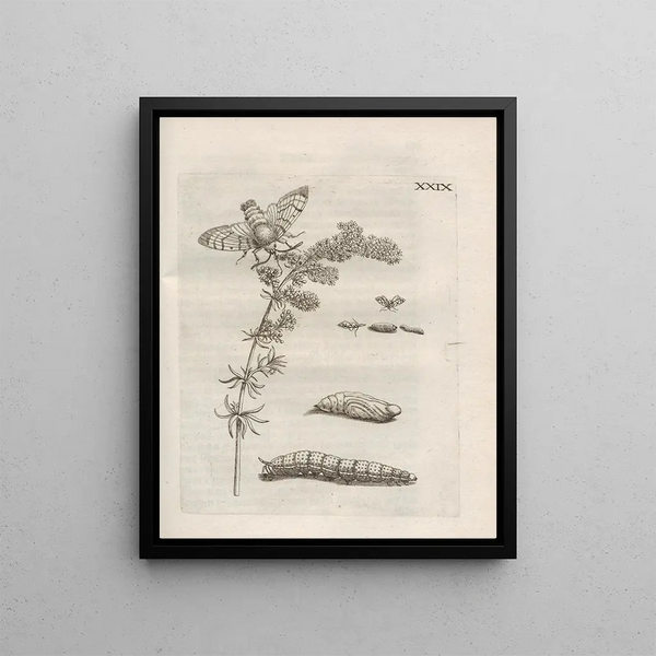 Maria Sibylla Merian - Der Raupen wunderbare Verwandelung und sonderbare BlumenNahrung Pl080.webp
