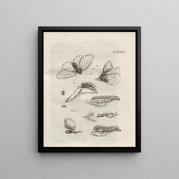 Maria Sibylla Merian - Der Raupen wunderbare Verwandelung und sonderbare BlumenNahrung Pl086.webp