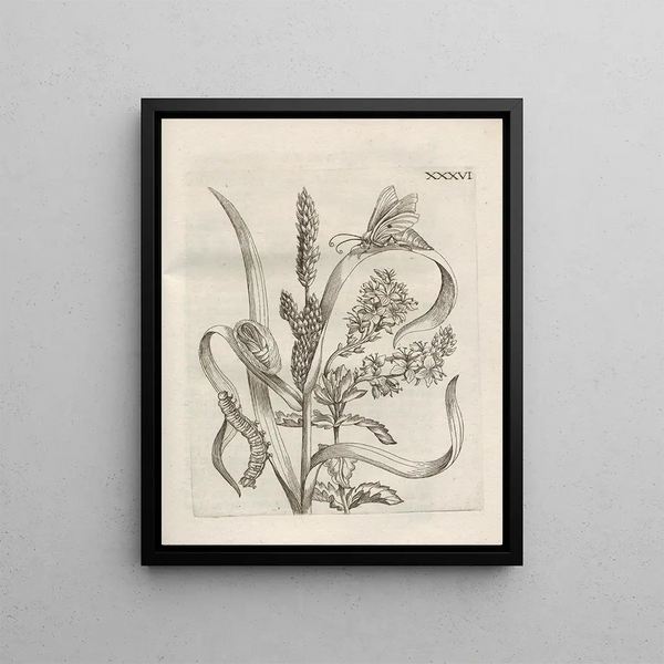 Maria Sibylla Merian - Der Raupen wunderbare Verwandelung und sonderbare BlumenNahrung Pl087.webp