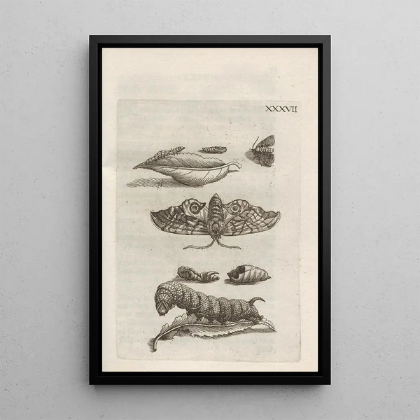 La meravigliosa trasformazione delle larve e il loro strano cibo floreale Pl088 - Maria Sibylla Merian — quadro incorniciato alla parete