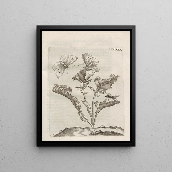 Maria Sibylla Merian - Der Raupen wunderbare Verwandelung und sonderbare BlumenNahrung Pl090.webp