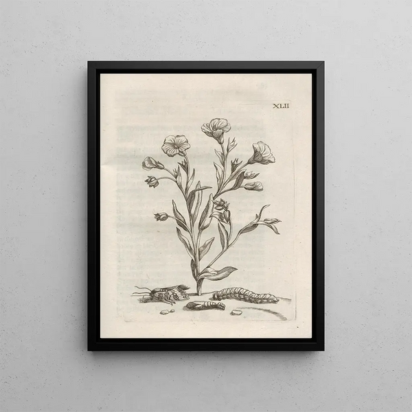 Maria Sibylla Merian - Der Raupen wunderbare Verwandelung und sonderbare BlumenNahrung Pl093.webp