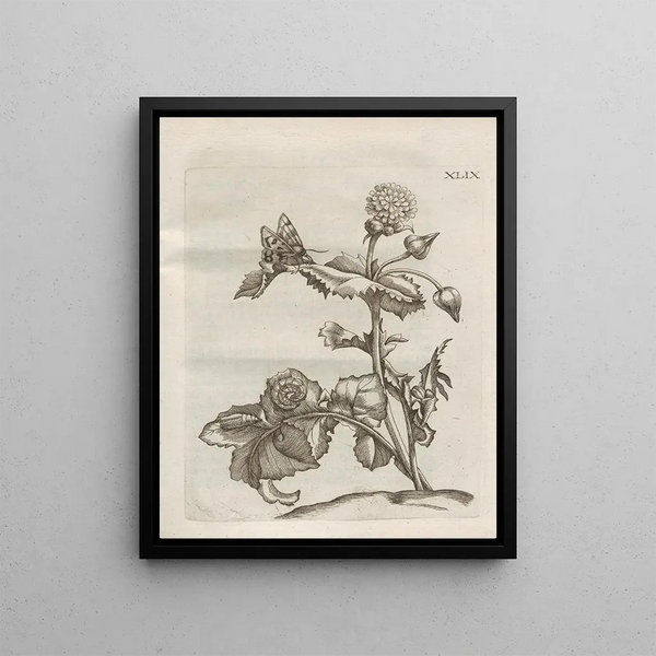 Maria Sibylla Merian - Der Raupen wunderbare Verwandelung und sonderbare BlumenNahrung Pl100.webp