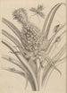 Dissertation sur la génération et les métamorphoses des insectes du Surinam Pl01 - Maria Sibylla Merian — vista dell’opera