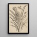 Dissertation sur la génération et les métamorphoses des insectes du Surinam Pl01 - Maria Sibylla Merian — quadro incorniciato alla parete