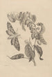 Dissertation sur la génération et les métamorphoses des insectes du Surinam Pl03 - Maria Sibylla Merian — vista dell’opera