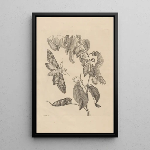 Dissertation sur la génération et les métamorphoses des insectes du Surinam Pl03 - Maria Sibylla Merian — quadro incorniciato alla parete