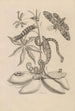 Dissertation sur la génération et les métamorphoses des insectes du Surinam Pl05 - Maria Sibylla Merian — vista dell’opera