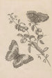 Dissertation sur la génération et les métamorphoses des insectes du Surinam Pl07 - Maria Sibylla Merian — vista dell’opera