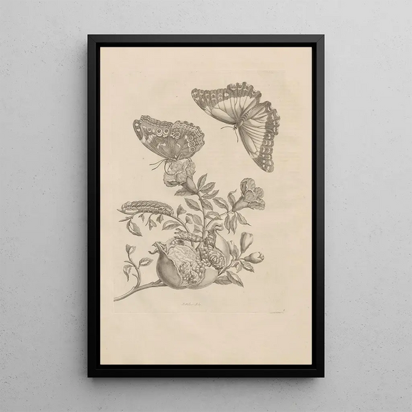 Dissertation sur la génération et les métamorphoses des insectes du Surinam Pl09 - Maria Sibylla Merian — quadro incorniciato alla parete