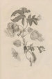 Dissertation sur la génération et les métamorphoses des insectes du Surinam Pl10 - Maria Sibylla Merian — vista dell’opera
