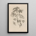 Dissertation sur la génération et les métamorphoses des insectes du Surinam Pl10 - Maria Sibylla Merian — quadro incorniciato alla parete