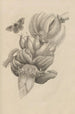 Dissertation sur la génération et les métamorphoses des insectes du Surinam Pl12 - Maria Sibylla Merian — vista dell’opera