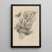 Dissertation sur la génération et les métamorphoses des insectes du Surinam Pl12 - Maria Sibylla Merian — quadro incorniciato alla parete