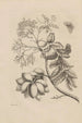 Dissertation sur la génération et les métamorphoses des insectes du Surinam Pl13 - Maria Sibylla Merian — vista dell’opera