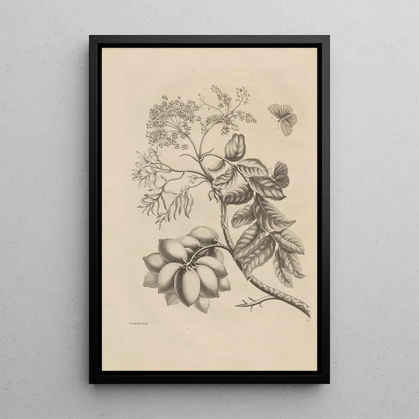 Dissertation sur la génération et les métamorphoses des insectes du Surinam Pl13 - Maria Sibylla Merian — quadro incorniciato alla parete