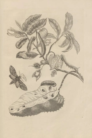Maria Sibylla Merian - Dissertatio de generatione et metamorphosibus insectorum surinamensium Pl14.webp