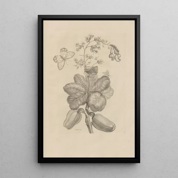 Dissertation sur la génération et les métamorphoses des insectes du Surinam Pl16 - Maria Sibylla Merian — quadro incorniciato alla parete
