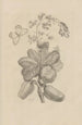 Dissertation sur la génération et les métamorphoses des insectes du Surinam Pl16 - Maria Sibylla Merian — vista dell’opera