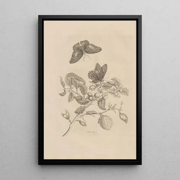 Dissertation sur la génération et les métamorphoses des insectes du Surinam Pl17 - Maria Sibylla Merian — quadro incorniciato alla parete