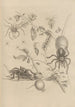 Dissertation sur la génération et les métamorphoses des insectes du Surinam Pl18 - Maria Sibylla Merian — vista dell’opera