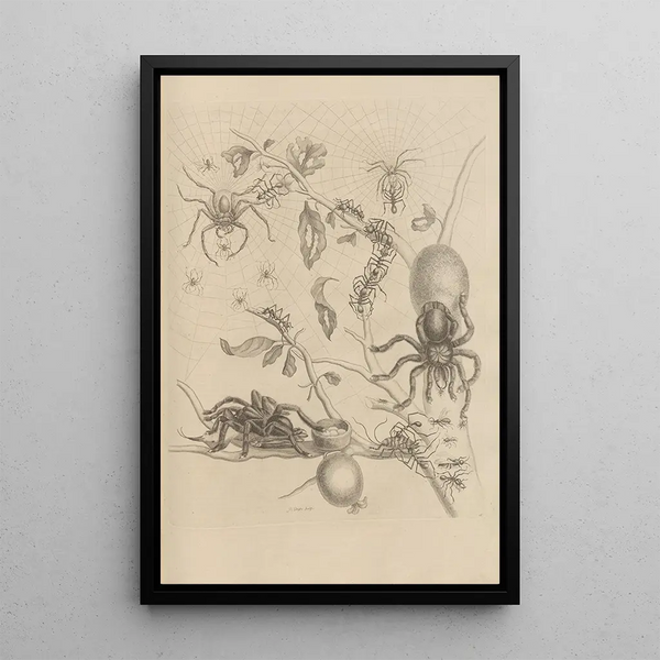 Dissertation sur la génération et les métamorphoses des insectes du Surinam Pl18 - Maria Sibylla Merian — quadro incorniciato alla parete