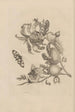 Dissertation sur la génération et les métamorphoses des insectes du Surinam Pl19 - Maria Sibylla Merian — vista dell’opera