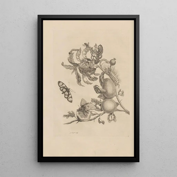 Dissertation sur la génération et les métamorphoses des insectes du Surinam Pl19 - Maria Sibylla Merian — quadro incorniciato alla parete