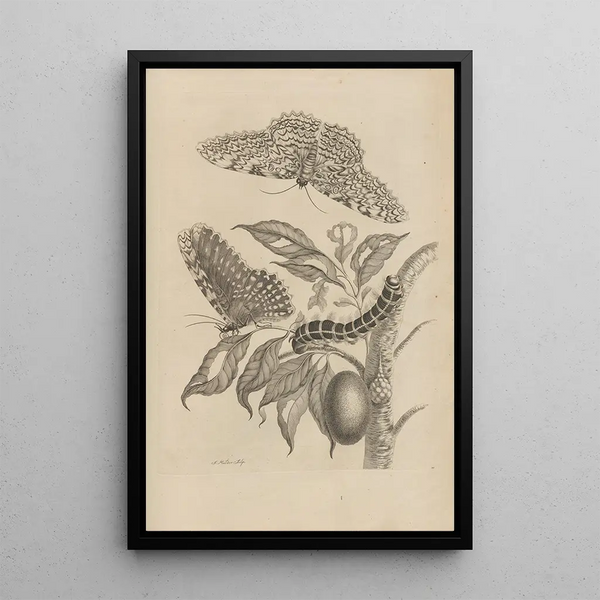 Dissertation sur la génération et les métamorphoses des insectes du Surinam Pl20 - Maria Sibylla Merian — quadro incorniciato alla parete