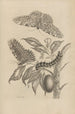 Dissertation sur la génération et les métamorphoses des insectes du Surinam Pl20 - Maria Sibylla Merian — vista dell’opera