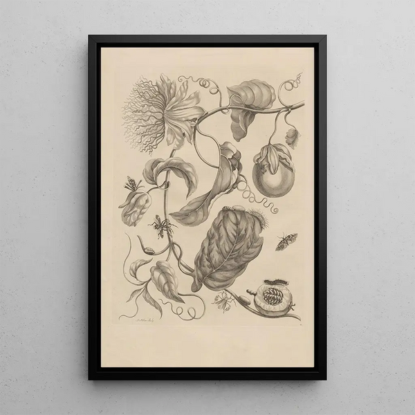 Dissertation sur la génération et les métamorphoses des insectes du Surinam Pl21 - Maria Sibylla Merian — quadro incorniciato alla parete