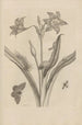 Dissertation sur la génération et les métamorphoses des insectes du Surinam Pl22 - Maria Sibylla Merian — vista dell’opera