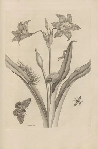 Maria Sibylla Merian - Dissertatio de generatione et metamorphosibus insectorum surinamensium Pl22.webp
