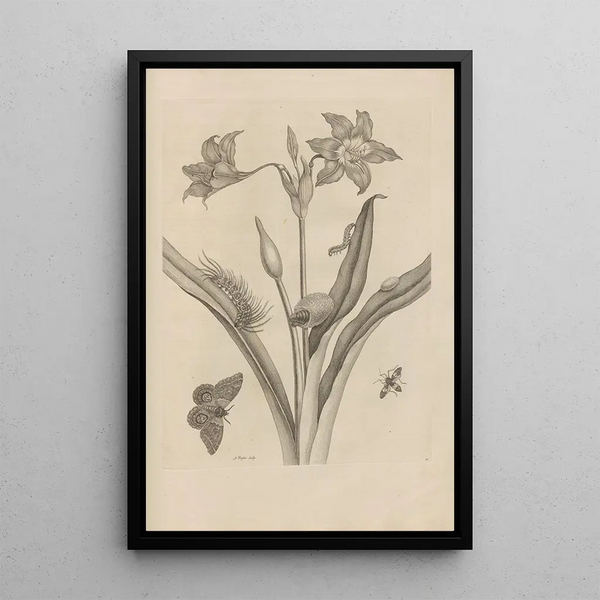 Dissertation sur la génération et les métamorphoses des insectes du Surinam Pl22 - Maria Sibylla Merian — quadro incorniciato alla parete