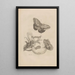 Dissertation sur la génération et les métamorphoses des insectes du Surinam Pl23 - Maria Sibylla Merian — quadro incorniciato alla parete