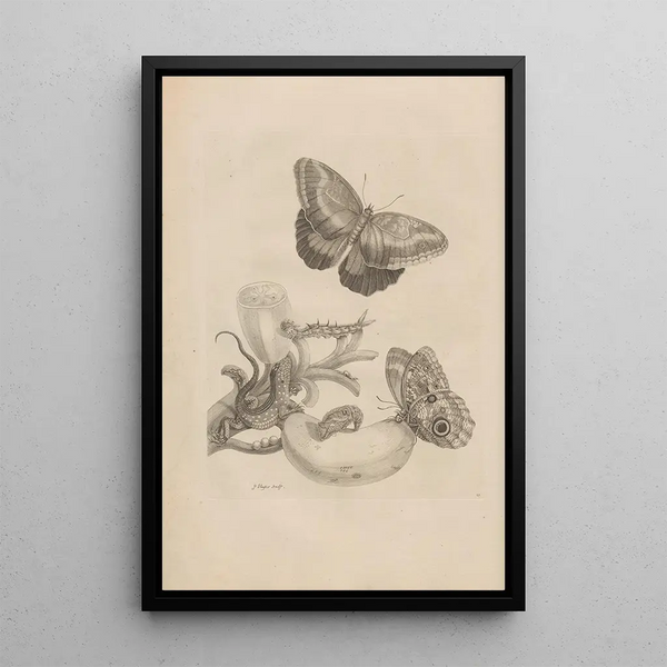 Dissertation sur la génération et les métamorphoses des insectes du Surinam Pl23 - Maria Sibylla Merian — quadro incorniciato alla parete