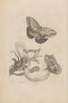 Dissertation sur la génération et les métamorphoses des insectes du Surinam Pl23 - Maria Sibylla Merian — vista dell’opera