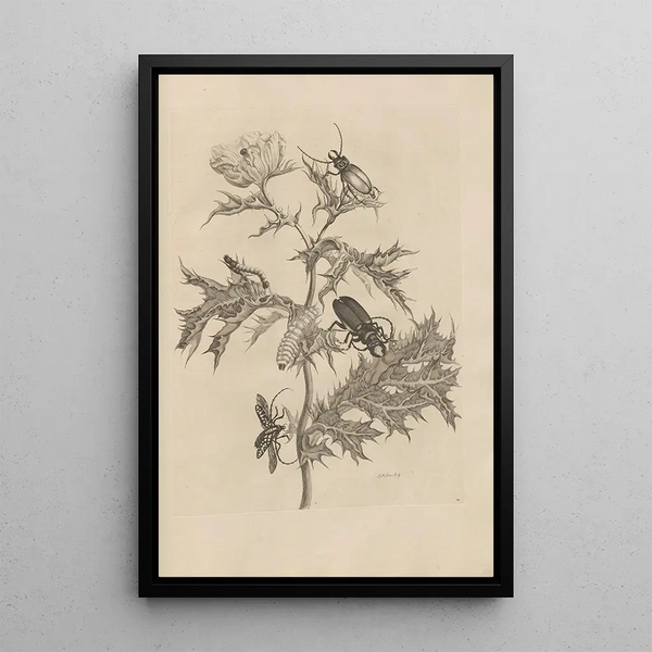 Dissertation sur la génération et les métamorphoses des insectes du Surinam Pl24 - Maria Sibylla Merian — quadro incorniciato alla parete