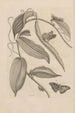 Dissertation sur la génération et les métamorphoses des insectes du Surinam Pl25 - Maria Sibylla Merian — vista dell’opera