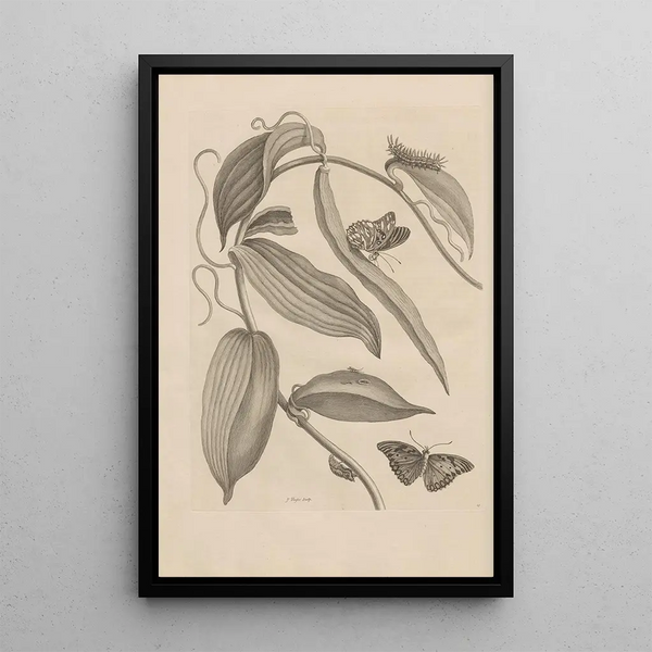 Dissertation sur la génération et les métamorphoses des insectes du Surinam Pl25 - Maria Sibylla Merian — quadro incorniciato alla parete