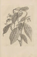Dissertation sur la génération et les métamorphoses des insectes du Surinam Pl26 - Maria Sibylla Merian — vista dell’opera