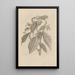 Dissertation sur la génération et les métamorphoses des insectes du Surinam Pl26 - Maria Sibylla Merian — quadro incorniciato alla parete