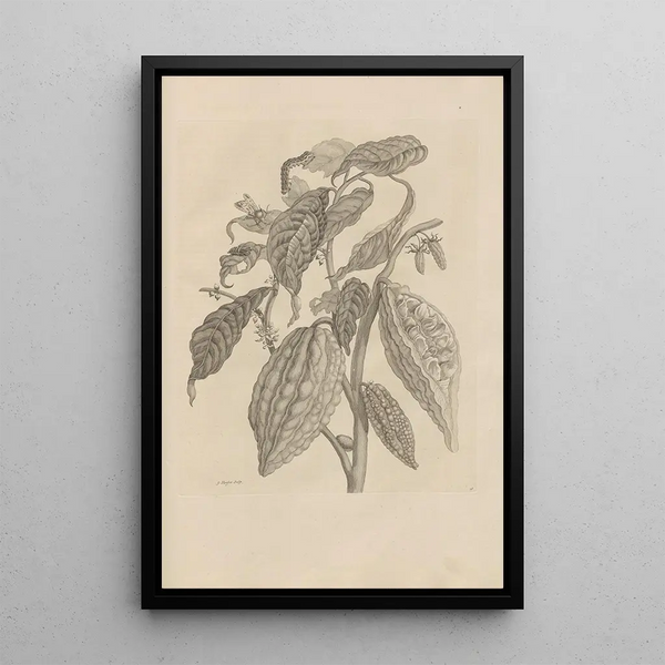 Dissertation sur la génération et les métamorphoses des insectes du Surinam Pl26 - Maria Sibylla Merian — quadro incorniciato alla parete