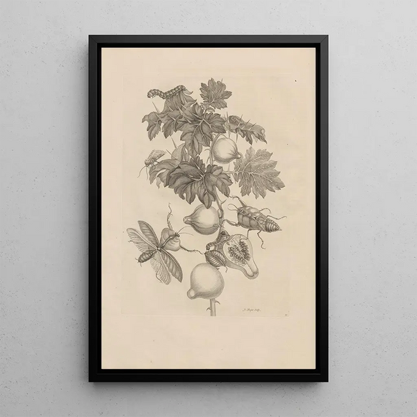 Dissertation sur la génération et les métamorphoses des insectes du Surinam Pl27 - Maria Sibylla Merian — quadro incorniciato alla parete