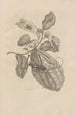 Dissertation sur la génération et les métamorphoses des insectes du Surinam Pl28 - Maria Sibylla Merian — vista dell’opera